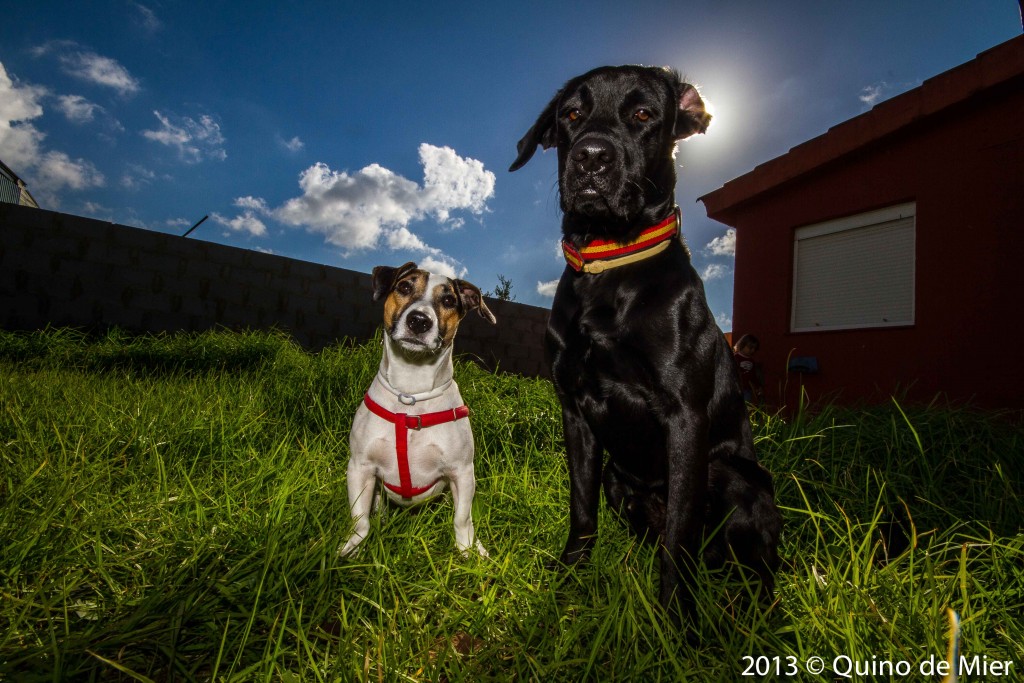 como afecta el sol a los perros