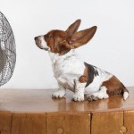 7 trucos para evitar que a tu perro le de un golpe de calor